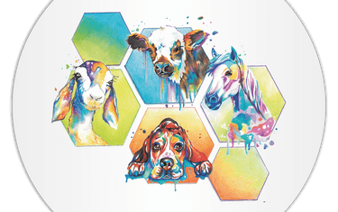 🐾 Julie Briançon – Ostéopathe animalier à Champniers