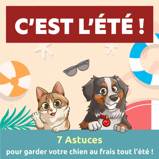 7 Astuces Essentielles pour Garder Votre Chien au Frais Tout l'Été !