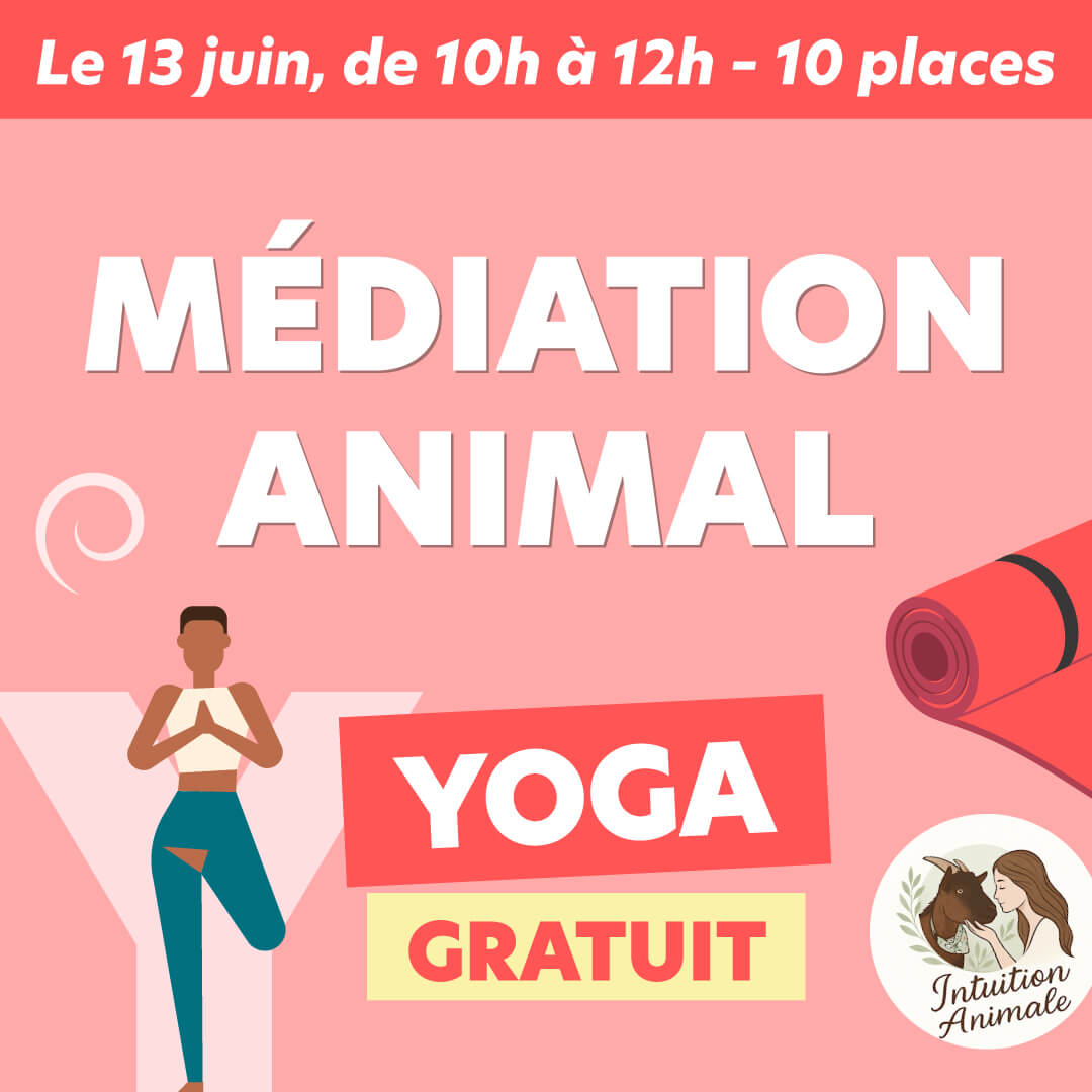 Séance découverte de médiation animale yoga
