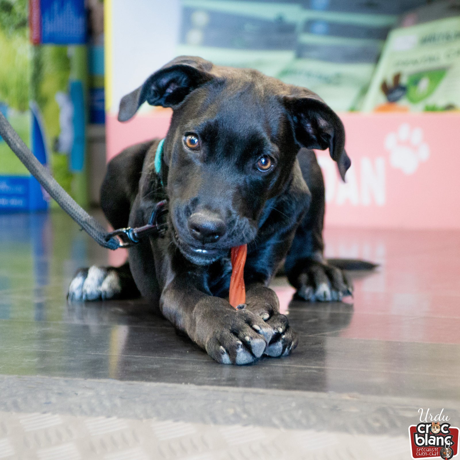 La Mastication Canine : Une Nécessité pour le Bien-Être de Votre Chien