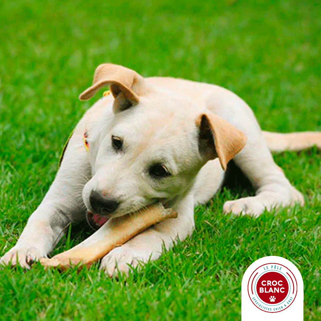 Avis Chew Bones : ces os de mastication sont-ils vraiment résistants ?