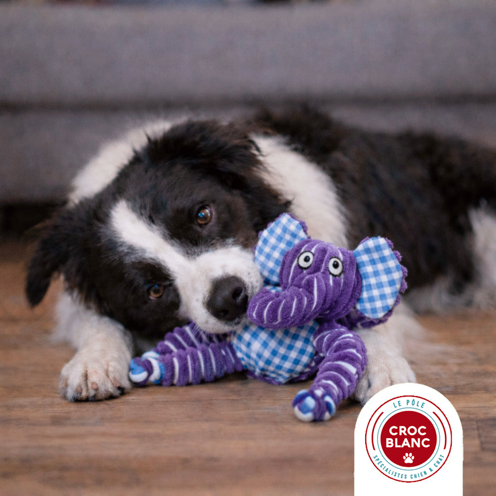 Meilleure peluche pour chien : comment faire le bon choix ?