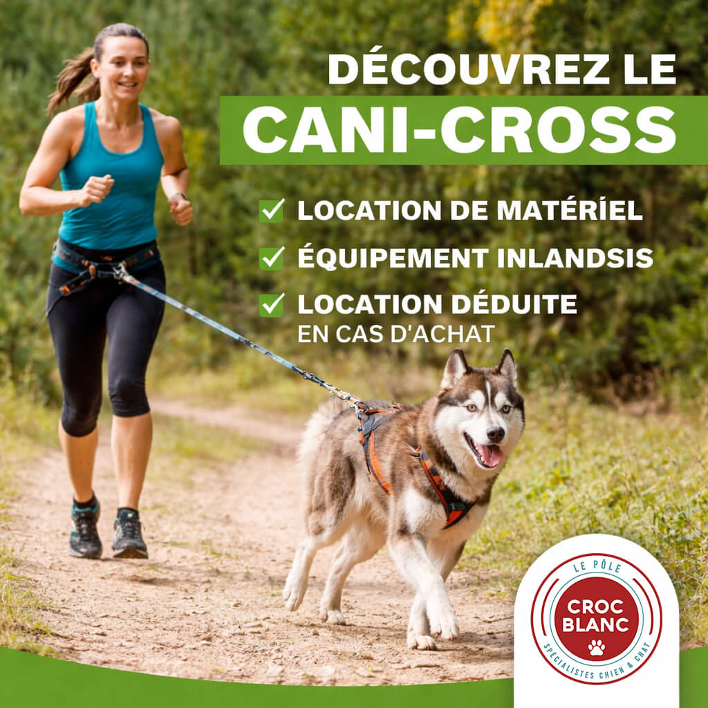 Cani-cross : courir avec son chien, un sport nature à découvrir
