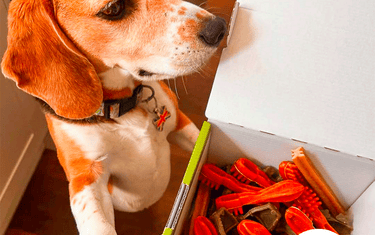 Friandises pour chien : éviter la prise de poids sans se priver