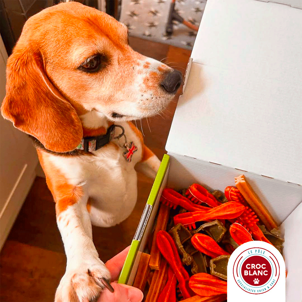 Friandises pour chien : éviter la prise de poids sans se priver