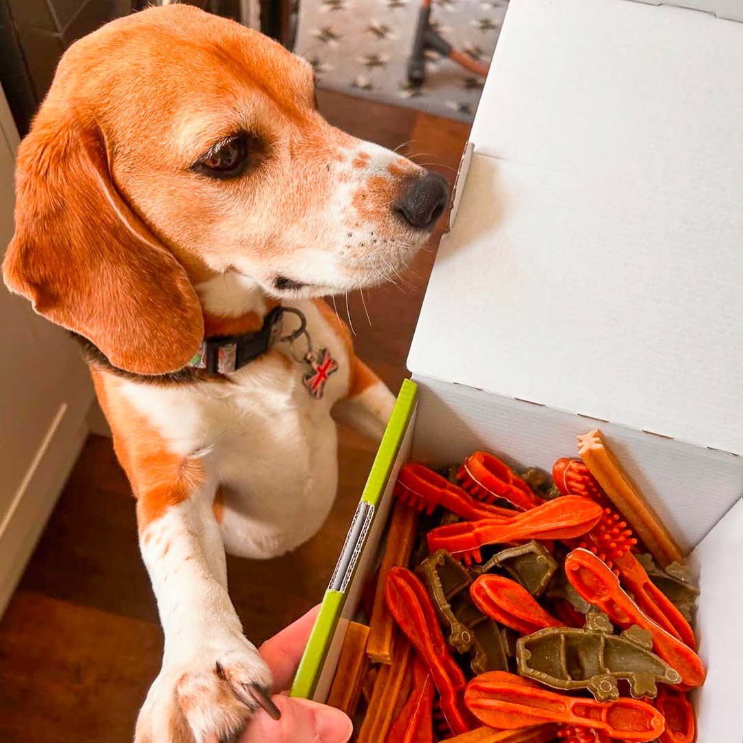 Combien de friandises donner par jour à son chien ?