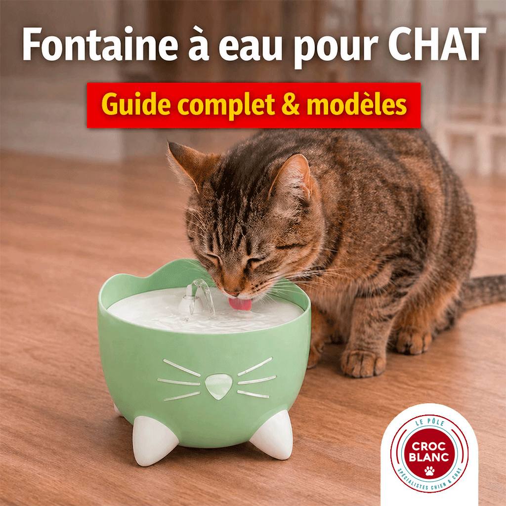 Fontaine à eau pour chat : le guide pour améliorer son hydratation