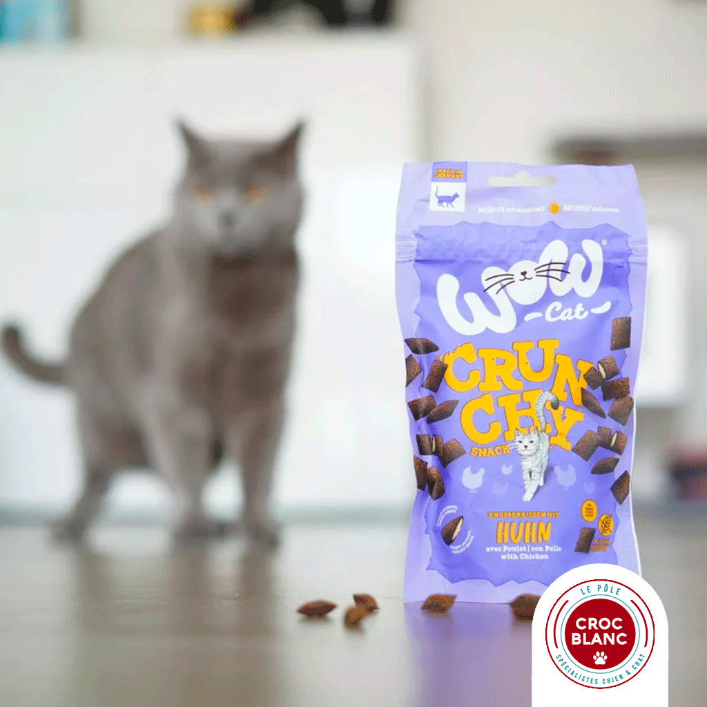 Friandises pour chat : plaisir, naturel et idées reçues à oublier