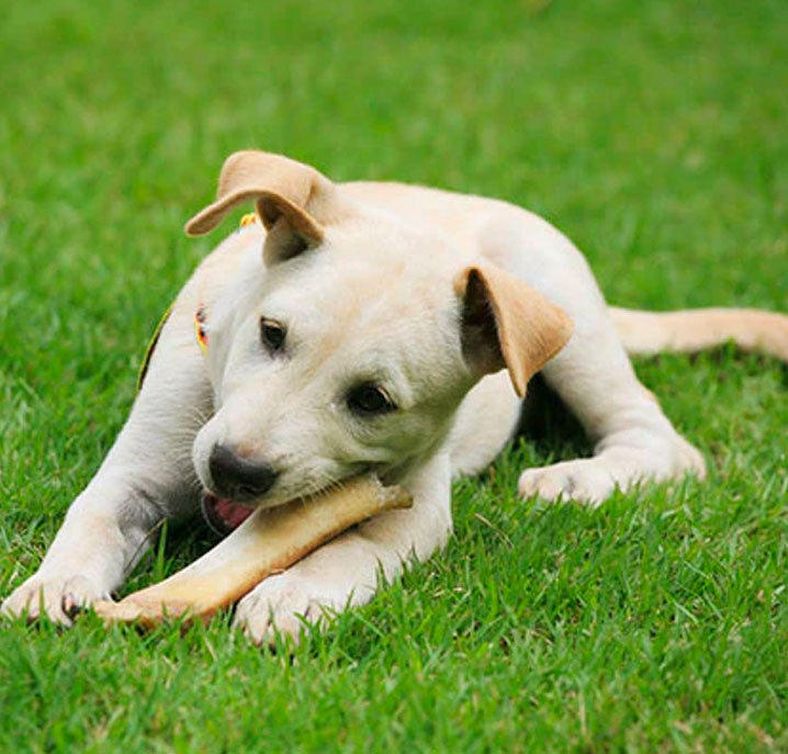 Avis Chew Bones : ces os de mastication sont-ils vraiment résistants ?