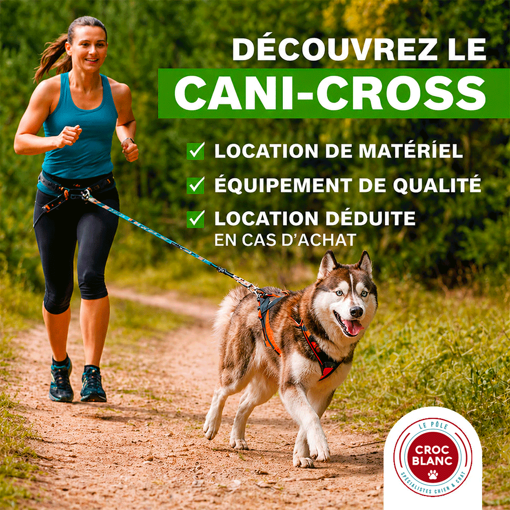 Cani-cross : courir avec son chien, un sport nature à découvrir