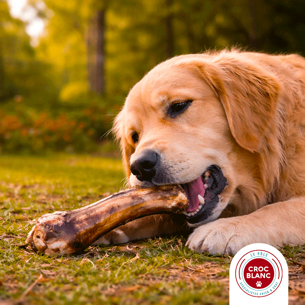 Mastication chez le chien : pourquoi est-ce si important ?