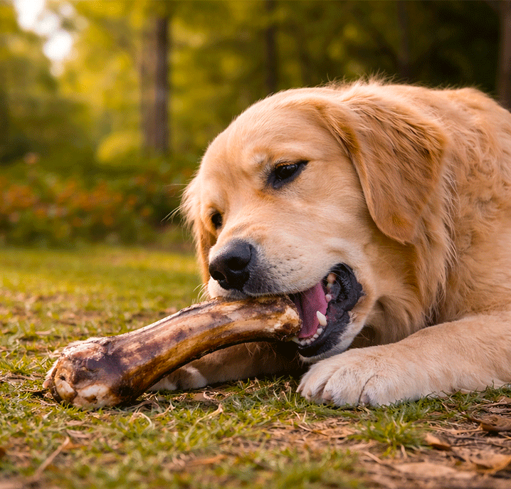 Mastication chez le chien : pourquoi est-ce si important ?