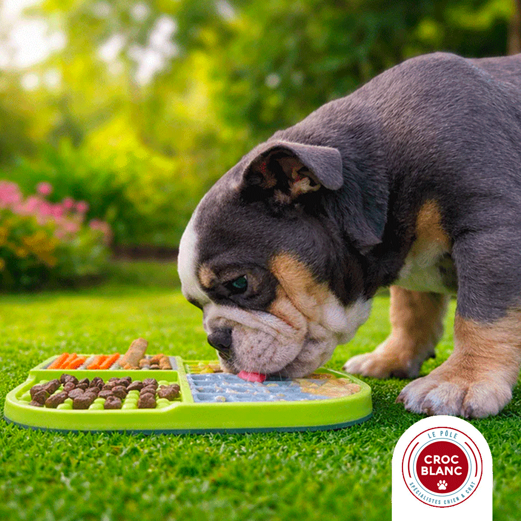 Tapis de léchage pour chien : bienfaits, usages et erreurs à éviter