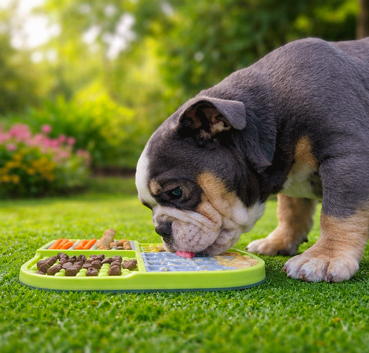 Tapis de léchage pour chien : bienfaits, usages et erreurs à éviter