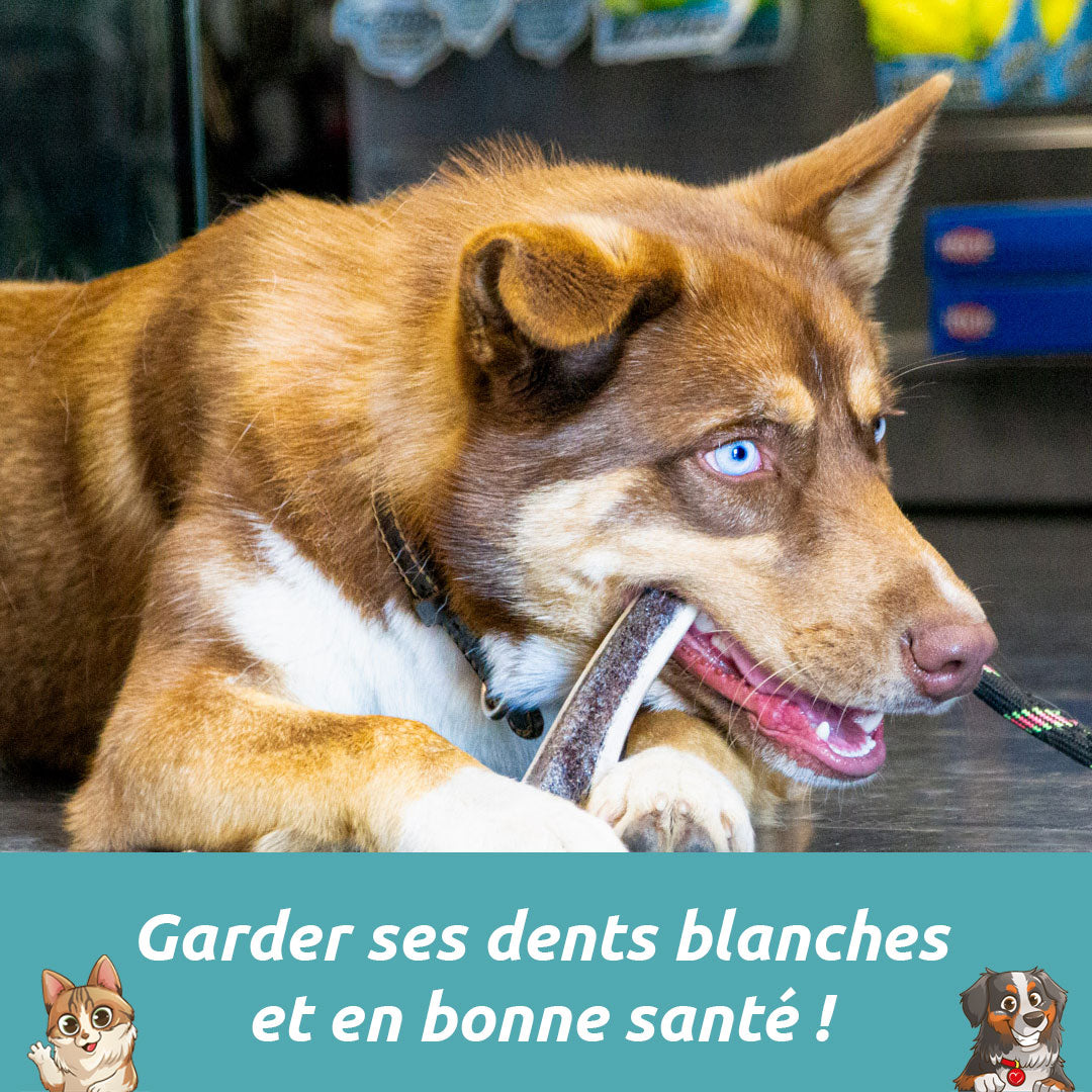 SURVEILLER ET ENTRETENIR LES DENTS DE VOTRE CHIEN ET/OU CHAT AU QUOTIDIEN PERMETTRA DE RÉDUIRE LA FORMATION DE TARTE ET EVITER LES PROBLÈMES DE SANTE