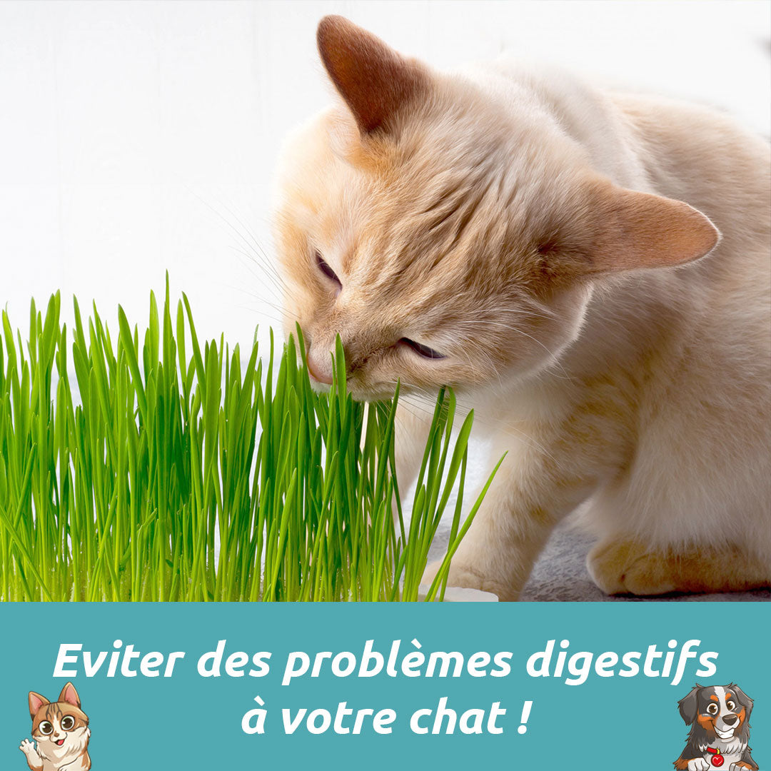 MANGER DE L’HERBE PEUT PERMETTRE A VOTRE CHAT D'EVITER CERTAINS PROBLÈMES DIGESTIFS, PENSEZ A LUI EN FOURNIR MÊME S'IL VIT EN APPARTEMENT