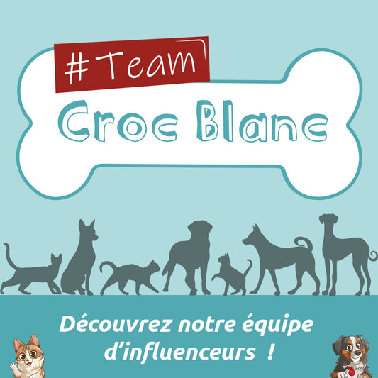 Rencontrez notre Équipe d'Influenceurs à Quatre Pattes : La Team Croc Blanc ! 🐾