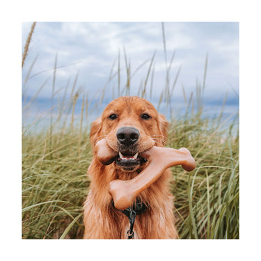 Wishbone Poulet M - Benebone