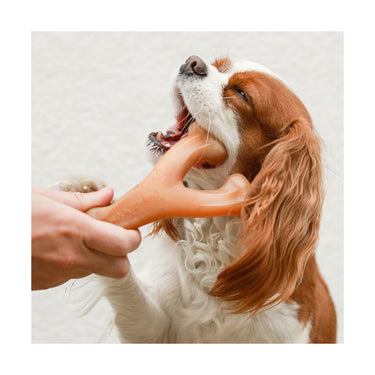 Wishbone Poulet M - Benebone