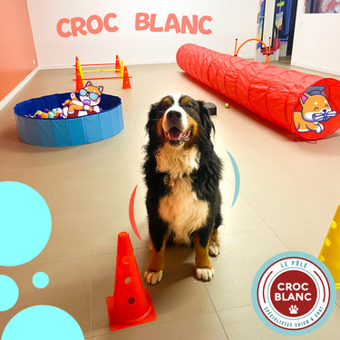 École des Chiots - Pôle Croc Blanc